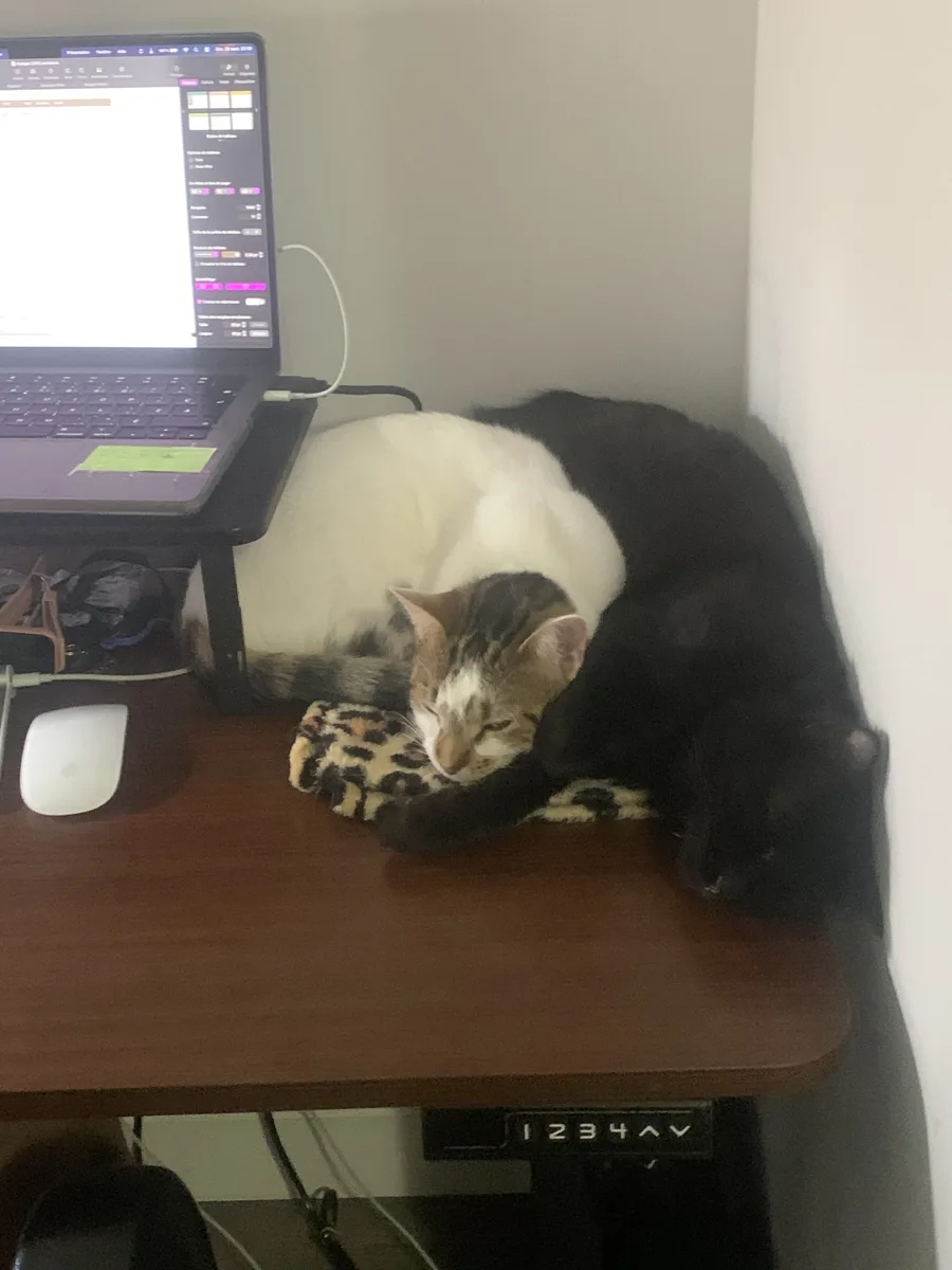 Coconut et Kiwi couchés sur le bureau à côté de l’ordinateur